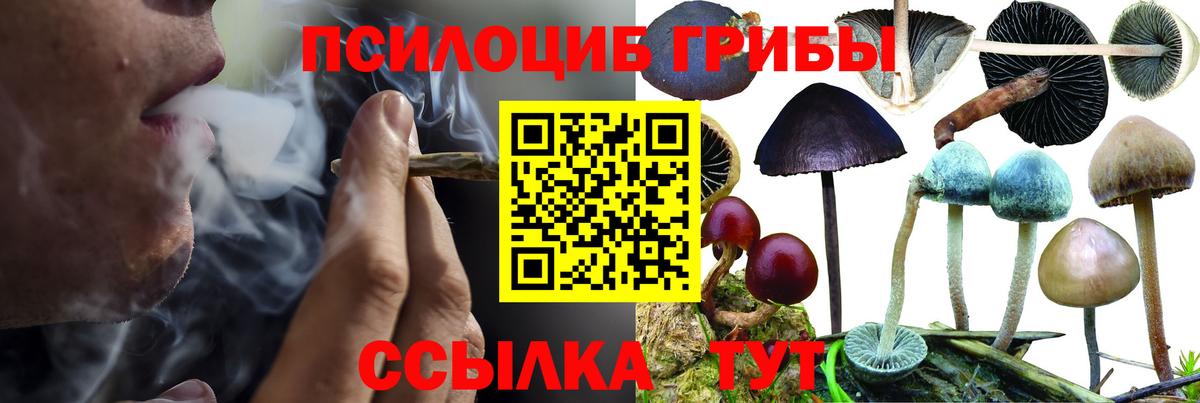 Знаменск  Галлюциногенные грибы Psilocybine cubensis  купить   Вход с VPN  Галлюциногенные грибы Magic Shrooms 
